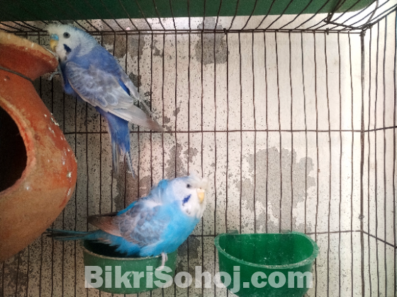 বাজিগার ক্রেস্টেড